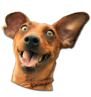 😛 dog, animal, pet, dachshund, portrait, funny telegram sticker