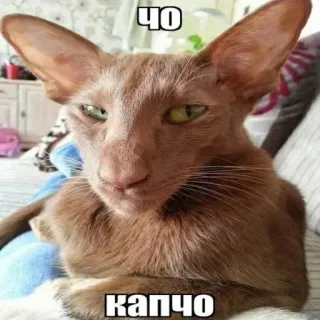 ❔ Чо
Капчо 고양이, 밈, 웃긴, 오리엔탈 단모종, 러시아, 텍스트 whatsapp sticker