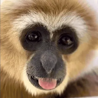 👅 monkey, animal, ape, cute, gibbon, mammal, funny whatsapp sticker