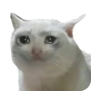 😭 cat, sad, crying, meme, animal telegram sticker