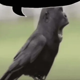 😱 gorilla, crow, animal, hybrid, bird, ape whatsapp sticker