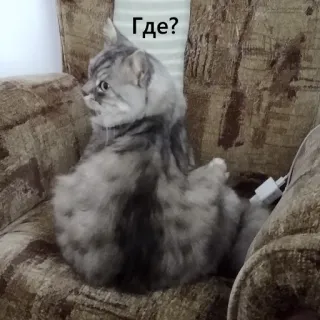 ⁉ Где? cat, russian, question, chair, cute telegram sticker