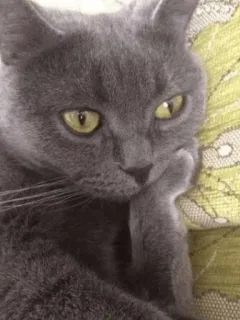 😕 猫, グレー猫, 考え事, 物思い, ペット, 動物 telegram sticker