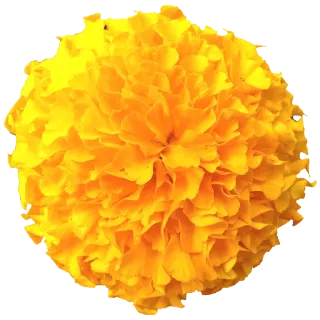 🌼 цветок, желтый, календула, цветочный, природа, растение telegram sticker