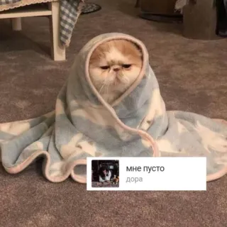😔 мне пусто cat, blanket, sad, meme, covered telegram sticker