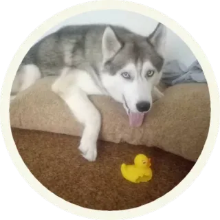 🛁 hond, husky, dier, huisdier, gele eend, eendenspeelgoed, schattig, huisdier telegram sticker