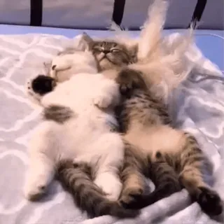 😽 кошки, котята, животные, спящий, милый, домашнее животное whatsapp sticker