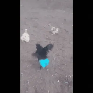🐔 Vögel, Hühner, blaue Shorts, Humor, Tiere telegram sticker