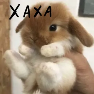 🐰 XAXA lapin, lapinou, mignon, animal, animal de compagnie whatsapp sticker