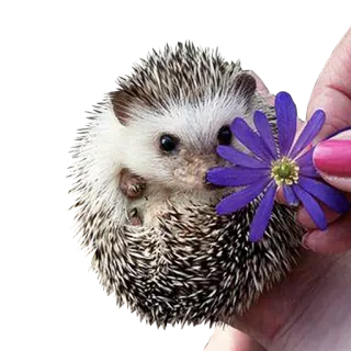 😺 Erizo, Animal, Flor, Lindo, Fauna, Naturaleza telegram sticker