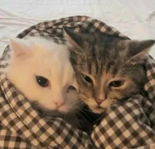 🤗 고양이, 애완동물, 귀여운, 동물, 담요 telegram sticker