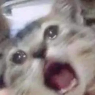 😱 cat, crying, meme, animal, sad, upset whatsapp sticker