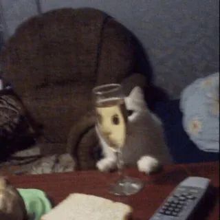 🥂 gatto, gattino, champagne, alcol, brindisi, festa telegram sticker