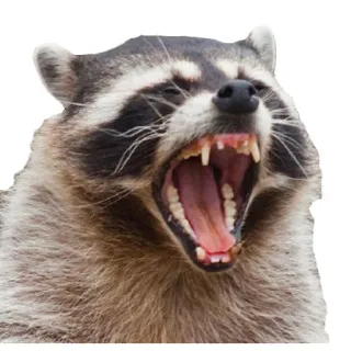 😀 mapache, animal, dientes, mamífero, vida salvaje, gruñendo, boca abierta whatsapp sticker