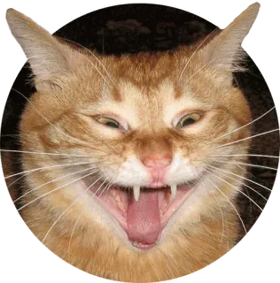 😂 cat, animal, sticker, domestic animal, pet, orange cat telegram sticker