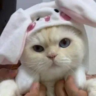🪐 cat, bunny, animal, pet, cute, kitten, easter telegram sticker