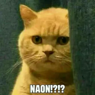 😐 NAON!?!? Katze, lustig, Meme, Frage telegram sticker