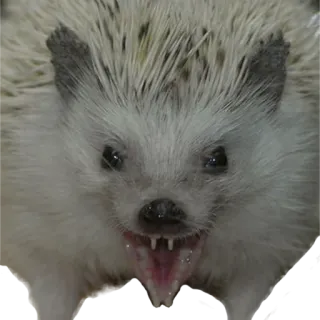 😤 hedgehog, animal, mammal, pet, wildlife telegram sticker