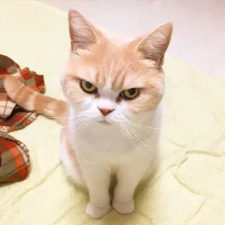 😾 Katze, Tier, Katzenartig, Haustier, Haustier, süß telegram sticker