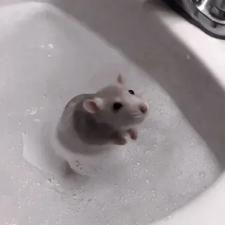 🐁 rata, baño, burbujas, lindo, animal, mascota whatsapp sticker