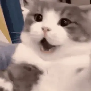 🐱 cat, shocked, surprised, animal, meme, funny whatsapp sticker