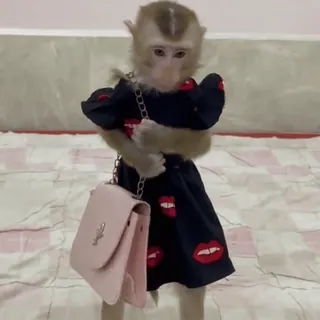 👄 monkey, dress, animal, primate, cute, funny, purse telegram sticker