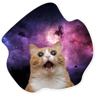 😂 kot, galaktyka, kosmos, mem, śmieszne, naklejka, zwierzę, słodkie telegram sticker
