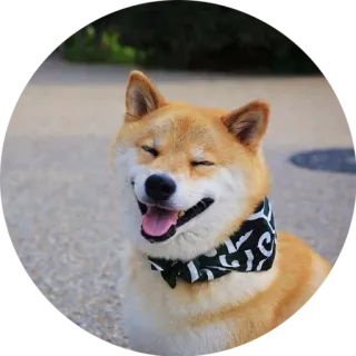 😝 柴犬, 犬, バンダナ, 笑顔の犬, かわいい, 動物 telegram sticker