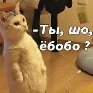 😐 - Ты, шо, ёбобо? Katze, Meme, Russisch, Lustig telegram sticker