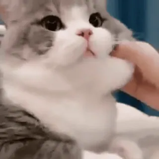 😊 cat, pet, animal, cute, domestic, mammal telegram sticker