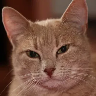 😏 Katze, Haustier, Tier, Katzenartig, Hauskatze telegram sticker
