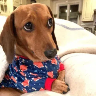 🐕 perro, perro salchicha, animal, mascota, lindo, pijama telegram sticker