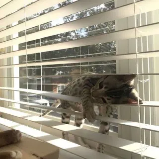 🖐 cat, window, blinds, animal, pet, lazy, domestic cat telegram sticker
