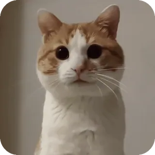 🙂 Pop Cat telegram sticker