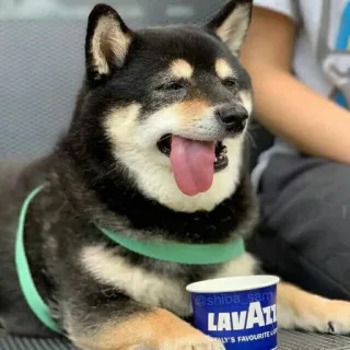 🥰 LAVAZZA ITALY'S FAVOURITE COFFEE Hund, Shiba Inu, Kaffee, Lavazza, Zunge, Tier whatsapp sticker