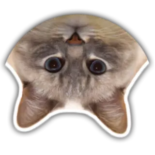 🙃 gato, animal, pegatina, divertido, lindo, al revés whatsapp sticker