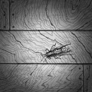 😎 insect, grasshopper, wood, black and white telegram sticker