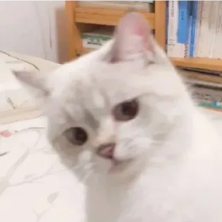 😁 Katze, Haustier, Tier, weiße Katze telegram sticker