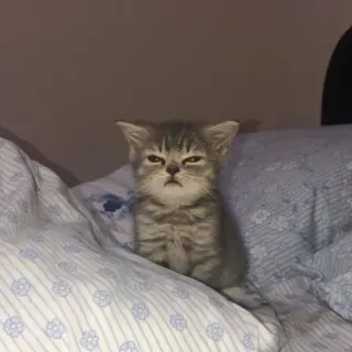 🤬 chaton, chat, animal de compagnie, animal, mignon, chat domestique, endormi, drôle telegram sticker