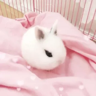 🌟 bunny, rabbit, cute, animal, pet, white, pink whatsapp sticker