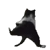 🐈⬛