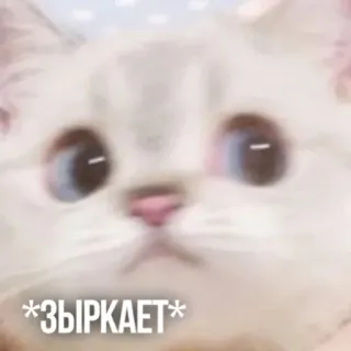 👀 *ЗЫРКАЕТ* แมว, มอง, มีม, น่ารัก, สัตว์เลี้ยง, สัตว์ telegram sticker