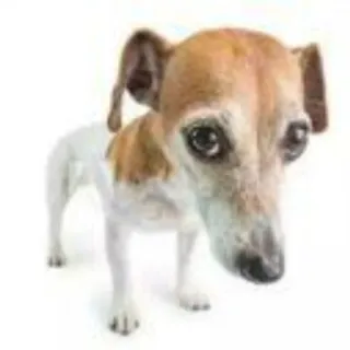 🐶 Hund, Tier, Haustier, Hundeartig, Terrier whatsapp sticker