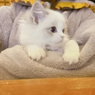 💓 кот, котенок, милый, животное, питомец, пушистый whatsapp sticker