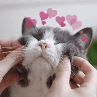 ⚡️ cat, pet, animal, cute, hearts, love, affection, domestic cat telegram sticker