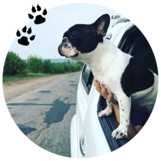 😏 Hund, Haustier, Tier, Französische Bulldogge, Roadtrip whatsapp sticker