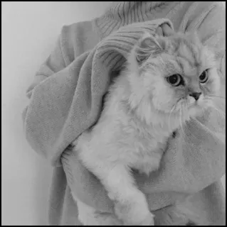 💮 gatto, animale domestico, animale, soffice, gatto domestico, gattino telegram sticker