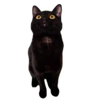 😲 animal, gato, negro, doméstico, mascota, gatito telegram sticker