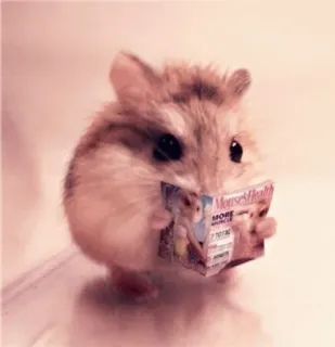 🤏 Mouse & Health MORE
CHOICE
7 TO 102
RETRIEVE
2 TOTAL
1895 hamster, reading, magazine, cute, animal, rodent telegram sticker