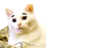 ☹️ gato, engraçado, meme telegram sticker